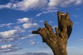 Pruned tree trunk with a cloudy blue sky in the background Royalty Free Stock Photo