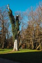 Pruned tree trunk covered with climbing vines Royalty Free Stock Photo