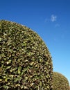 Pruned Trees on Blue Sky