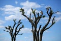 Pruned and trimmed crowns of city trees