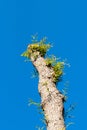 Pruned willow tree against blue sky