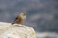 Prunella collaris (alpine accentor) on rock looking at camera, Alcoy Royalty Free Stock Photo