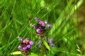 Prunella. Field flower.