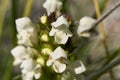 Prunella laciniata in bloom Royalty Free Stock Photo