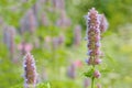 Prunella Self-Heal Flower