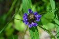 Prunella Self-Heal Wildflower