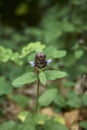 Prunella vulgaris in bloom