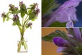 Prunella vulgaris common self-heal or heal-all in a glass vessel on a white background Royalty Free Stock Photo