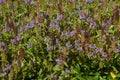 Garden bed of flowering prunella vulgaris or common seal-heal