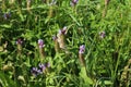 Prunella vulgaris flower, known as common self heal, heal all, woundwort, heart of the earth, carpenters herb, brownwort and blue Royalty Free Stock Photo