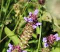 Prunella vulgaris flower, known as common self heal, heal all, woundwort, heart of the earth, carpenters herb, brownwort and blue Royalty Free Stock Photo