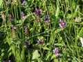 Prunella vulgaris flower, known as common self heal, heal all, woundwort, heart of the earth, carpenters herb, brownwort and blue Royalty Free Stock Photo