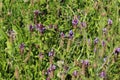 Prunella vulgaris flower, known as common self heal, heal all, woundwort, heart of the earth, carpenters herb, brownwort and blue Royalty Free Stock Photo