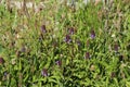 Prunella vulgaris flower, known as common self heal, heal all, woundwort, heart of the earth, carpenters herb, brownwort and blue Royalty Free Stock Photo