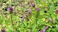 Prunella vulgaris grows in nature in summer