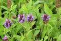 Prunella vulgaris grows in nature in summer