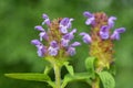 Prunella vulgaris grows in nature in summer