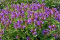 Prunella vulgaris growth at a garden.