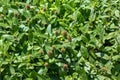 Prunella vulgaris L known as common self-heal, heal-all, woundwort, Royalty Free Stock Photo