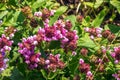 Prunella vulgaris L known as common self-heal, heal-all, woundwort