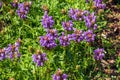 Prunella vulgaris L known as common self-heal, heal-all, woundwort Royalty Free Stock Photo