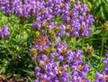 Prunella vulgaris L known as common self-heal, heal-all, woundwort Royalty Free Stock Photo