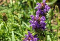 Prunella vulgaris L known as common self-heal, heal-all, woundwort