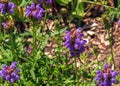 Prunella vulgaris L known as common self-heal, heal-all, woundwort Royalty Free Stock Photo