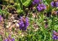 Prunella vulgaris L known as common self-heal, heal-all, woundwort, Royalty Free Stock Photo