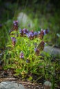 Prunella vulgaris - Self-Heal