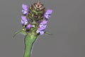 Prunella vulgaris, Common self-heal, Heal all