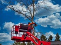 Pruner on cherry picker cutting tree in the air Royalty Free Stock Photo