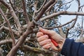 Pruner cutting a branch with shears