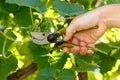 Pruner cutting grape tree