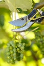 Pruner cutting grape tree Royalty Free Stock Photo
