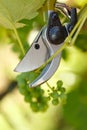 Pruner cutting grape tree Royalty Free Stock Photo