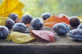 Prunes on a wooden background with yellow red autumn leaves