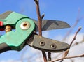 Pruning apple tree Royalty Free Stock Photo