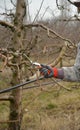 Pruning a apple tree with garden secateurs in winter