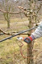 Pruning a apple tree with garden secateurs in winter