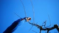 Pruning apple tree in middle of march image