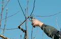 Pruning apple tree