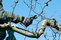 Pruning apple tree