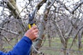 Pruning apple tree