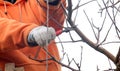 Pruning apple tree