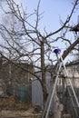 Pruning apple trees in the garden allotment. Royalty Free Stock Photo