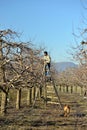 Pruning of apple trees with secateurs in the orchard