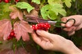 Pruning berries from the bush viburnum Royalty Free Stock Photo