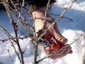 Pruning berries Royalty Free Stock Photo