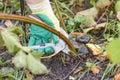 Pruning blackberries and raspberries. Autumn work in the garden. Gloved hands. selective focus